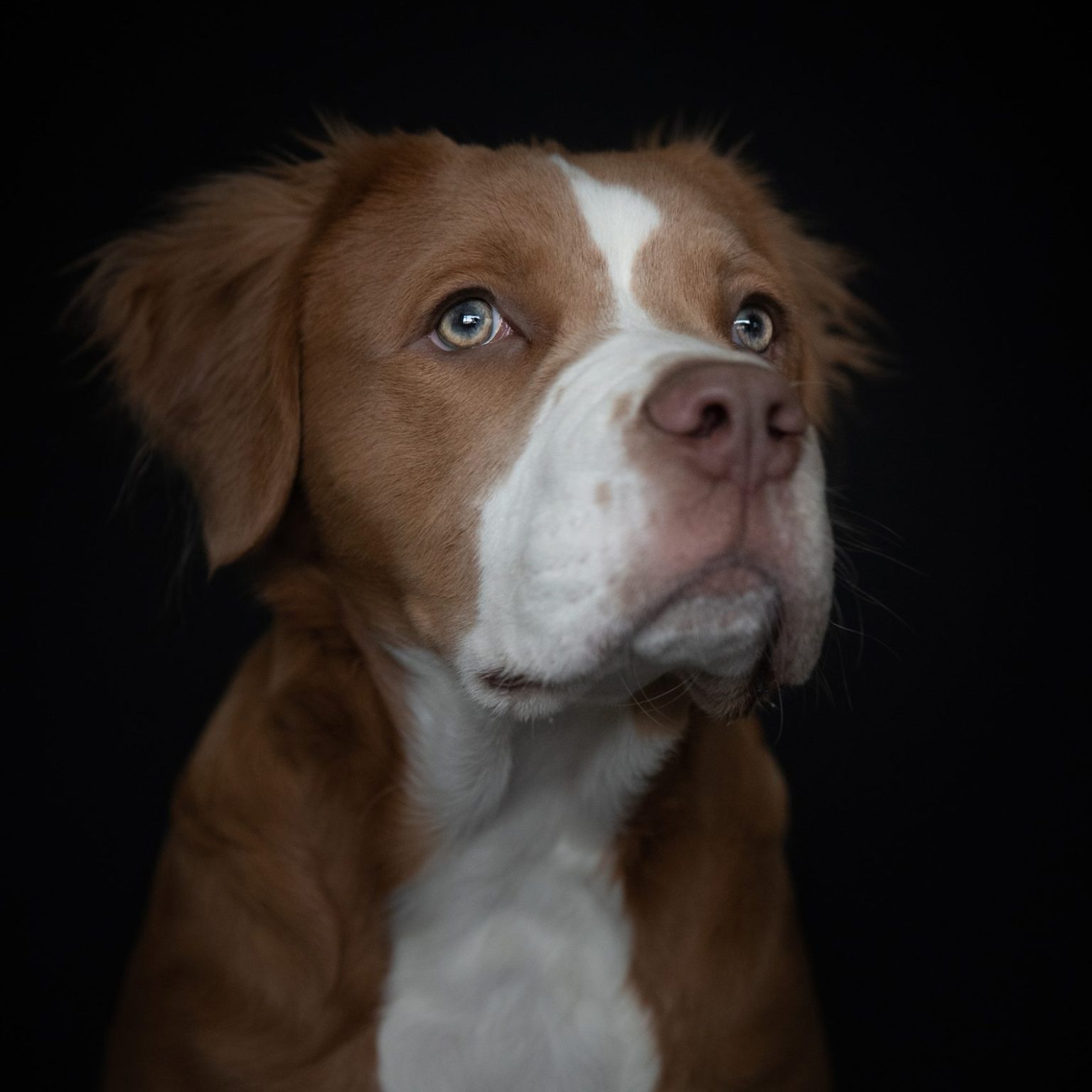 Huisdieren fotografie honden portret